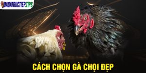 Hướng dẫn 3 cách chọn gà chọi đẹp, đá hay, máu chiến