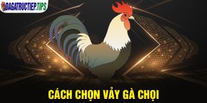 Cách Chọn Vảy Gà Chọi Chuẩn Nhất Không Phải Ai Cũng Rõ