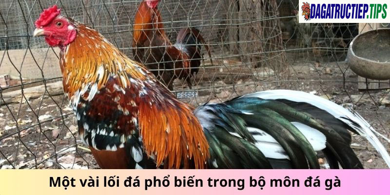 Một vài lối chơi phổ biến trong bộ môn đá gà