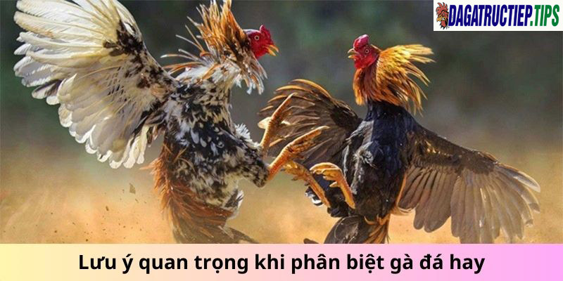 Lưu ý quan trọng khi phân biệt gà đá hay