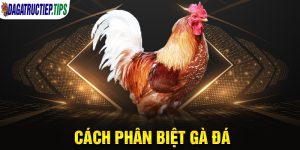 Hướng Dẫn Cách Phân Biệt Gà Đá Chính Xác Nhất Từ Các Sư Kê