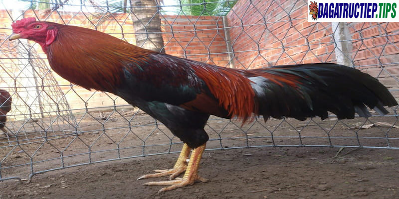 Đá gà nòi Việt nam được mệnh danh là giống loài chọi được yêu thích nhất