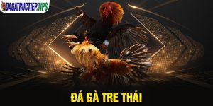 Đá Gà Tre Thái - Sự Hấp Dẫn Của Những Trận Đấu Kịch Tính