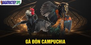 Gà Đòn Campuchia - Đặc Điểm Nổi Trội Của Chiến Kê Mạnh Nhất