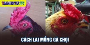 Phương Pháp Lai Mồng Gà Chọi Đẹp Nhất Chuẩn Chuyên Gia