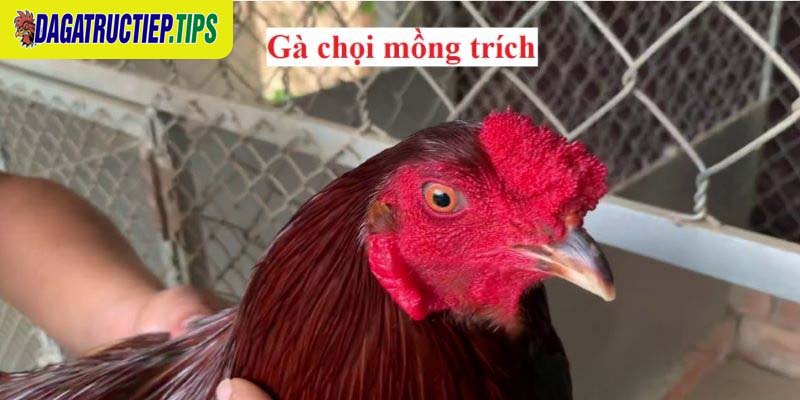 Lai mồng gà chọi giúp tăng giá trị cho từng chiến kê